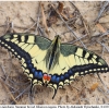 pap machaon imago11 kher